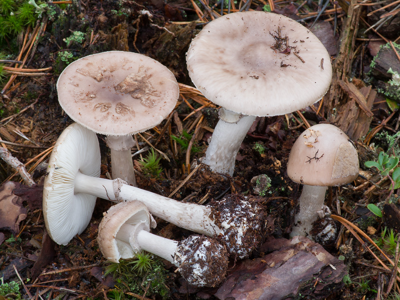 Amanita porphyria